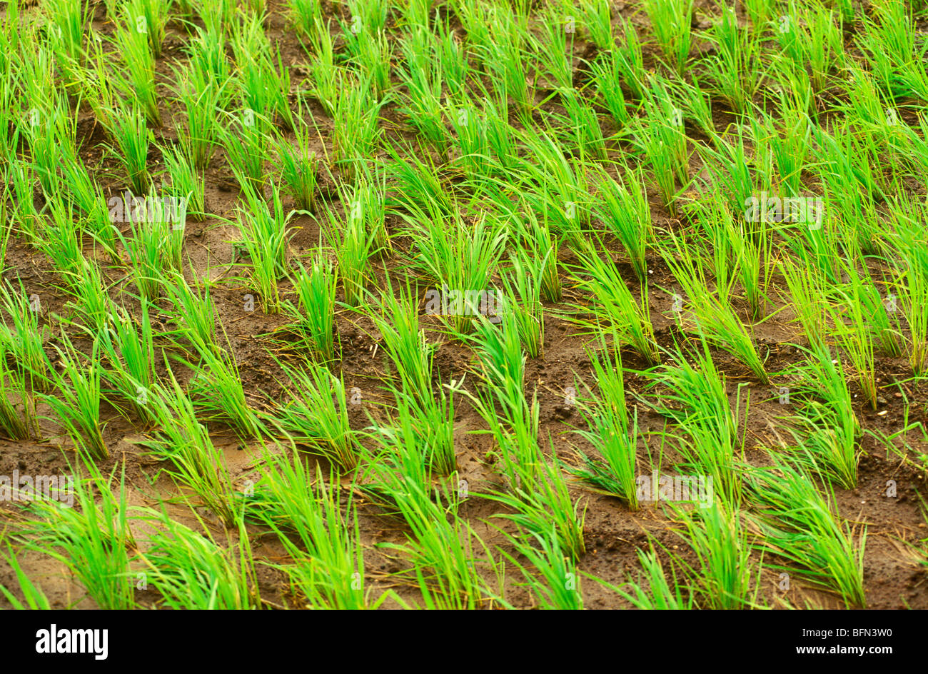 Risone ; riso ; Malshej ; Pune ; Maharashtra ; India ; asia Foto Stock