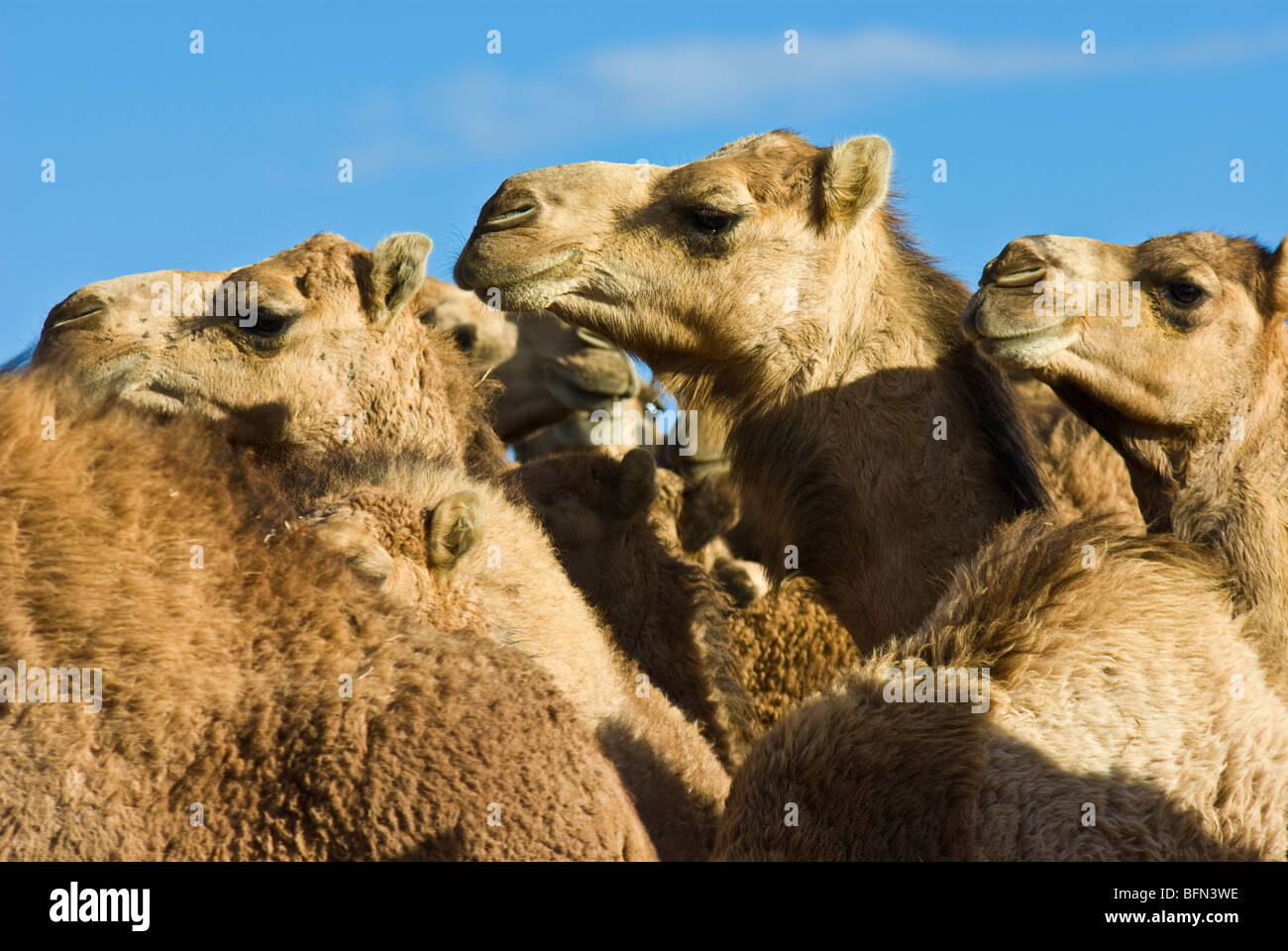 La bellissima le caratteristiche facciali di una folla di dromedario selvaggia cammelli. Foto Stock
