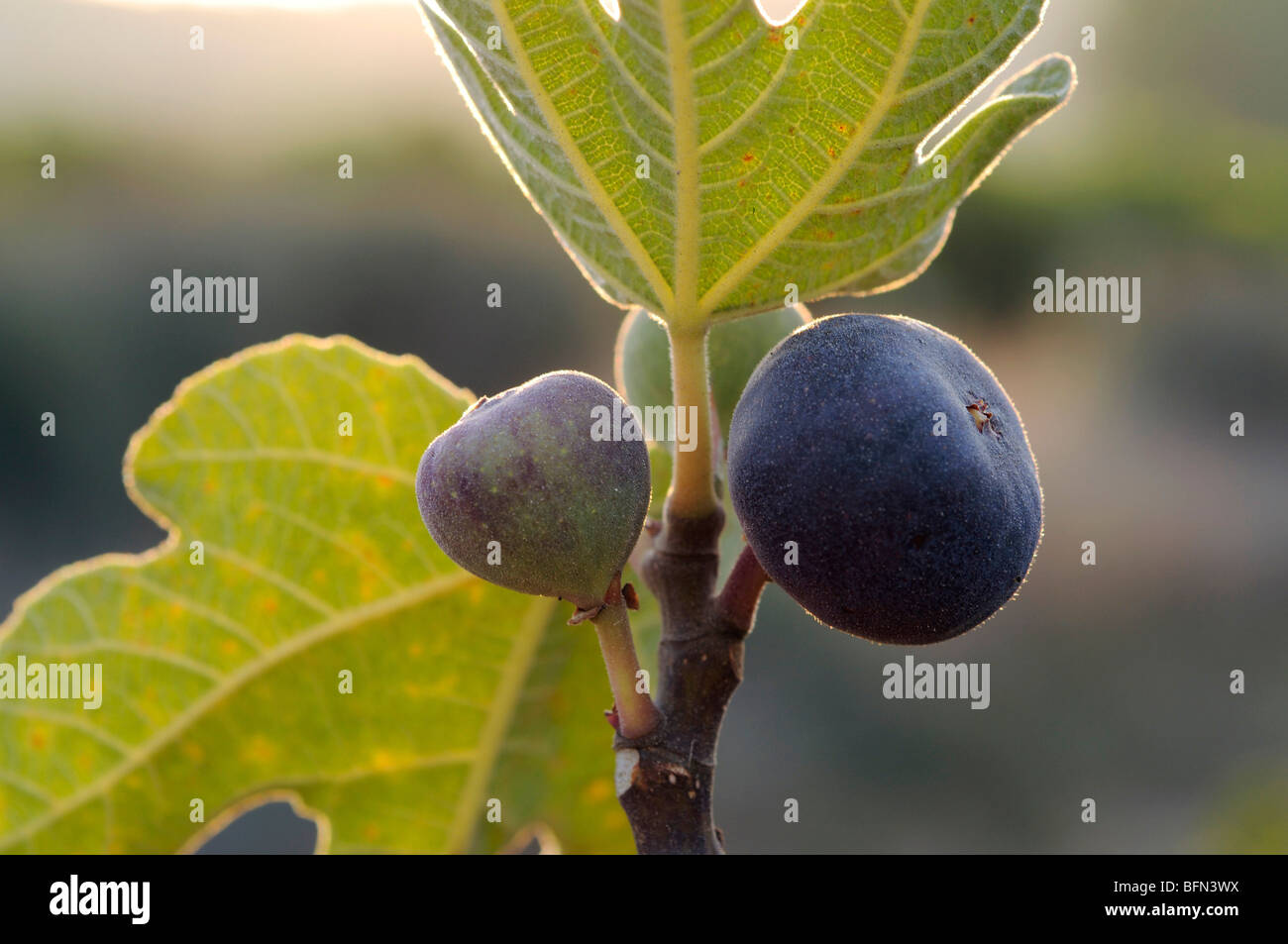 Close up dei frutti e delle foglie di un albero di fico Ficus carica Foto Stock