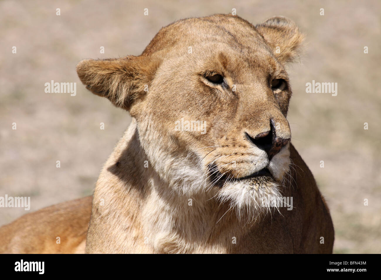 Femmina di leone africano Panthera leo prese nel Serengeti NP, Tanzania Foto Stock