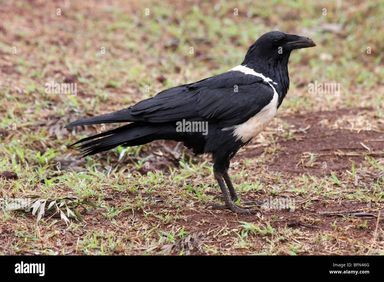 Pied Crow Corvus albus prese a Karatu, Tanzania Foto Stock