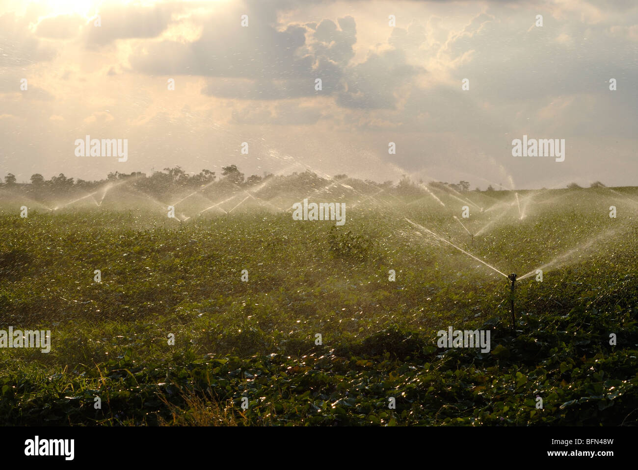 Israele Negev, campi di irrigazione con sprinkler Foto Stock
