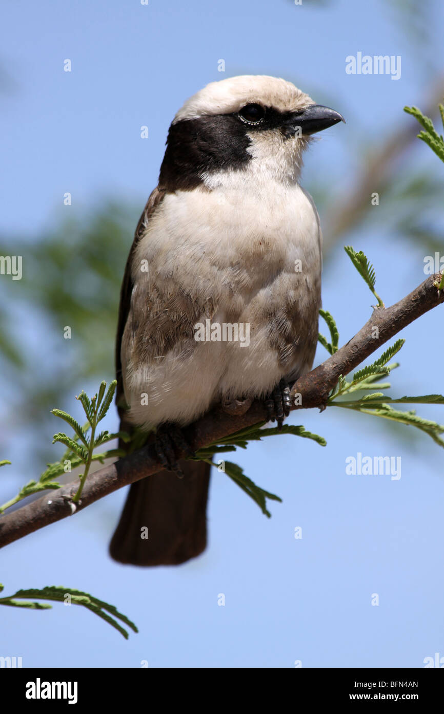 Bianco-rumped (aka bianco del nord-incoronato) Shrike Eurocephalus rueppelli presi nel Serengeti NP, Tanzania Foto Stock