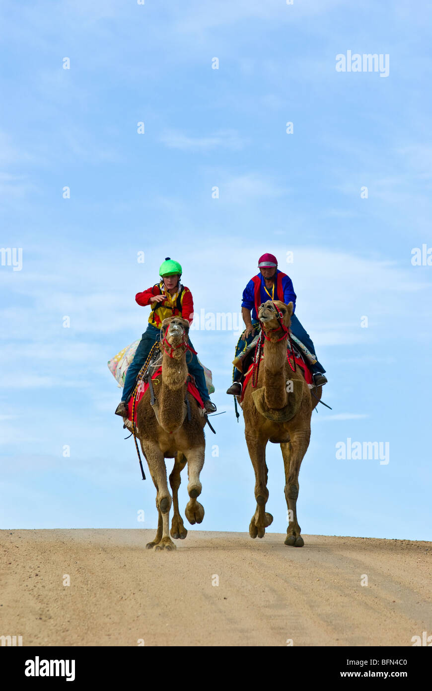 La concorrenza serrata durante un cammello gara endurance test uomini e bestie. Foto Stock