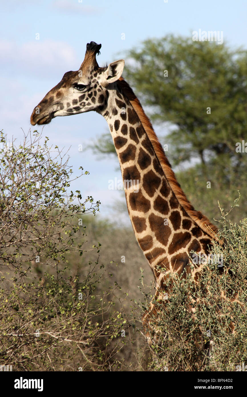 Masai Giraffe Giraffa camelopardalis tippelskirchi presi nel Serengeti NP, Tanzania Foto Stock