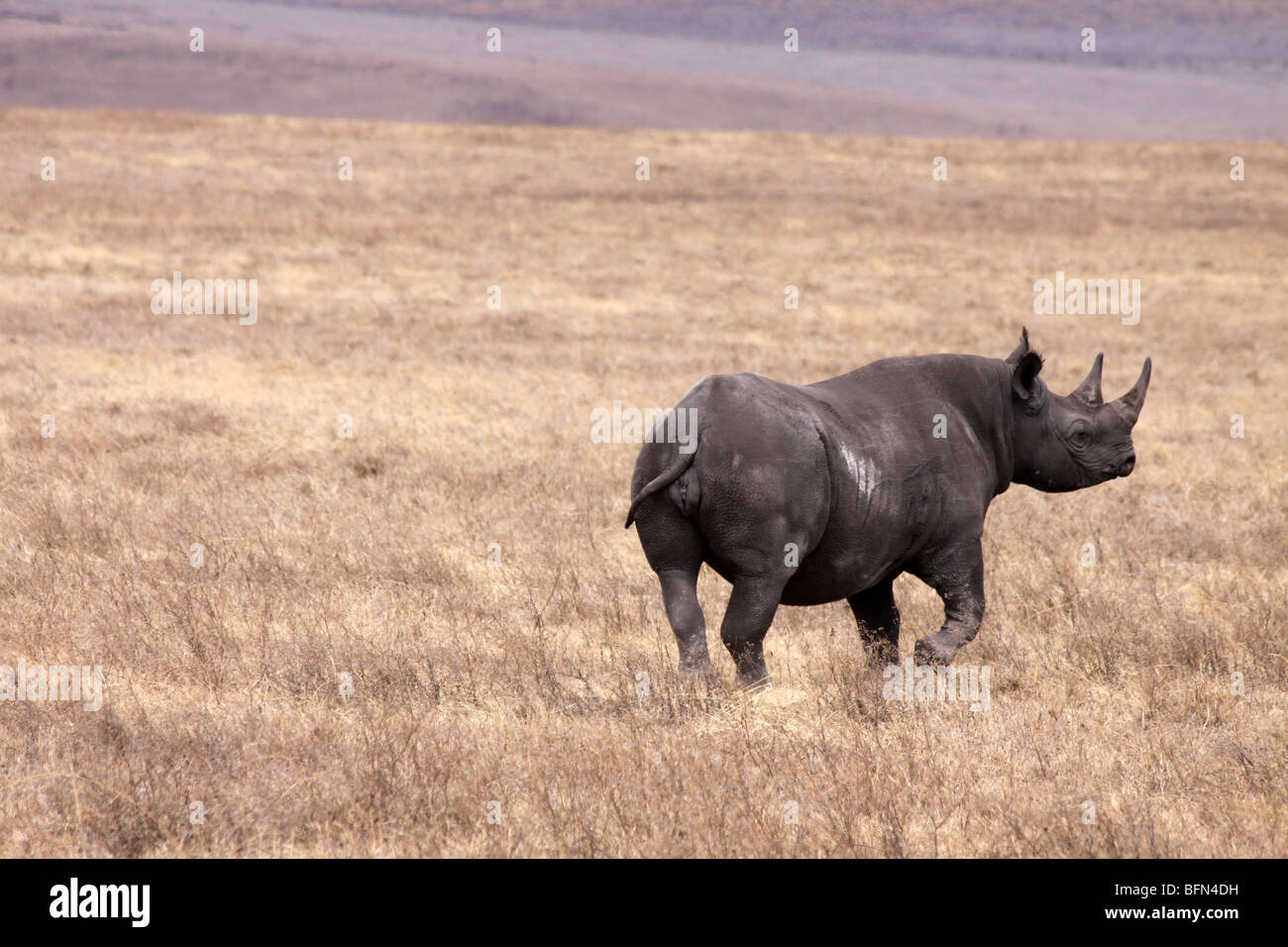 Rinoceronte nero (Diceros bicornis michaeli) preso nel cratere di Ngorongoro, Tanzania Foto Stock