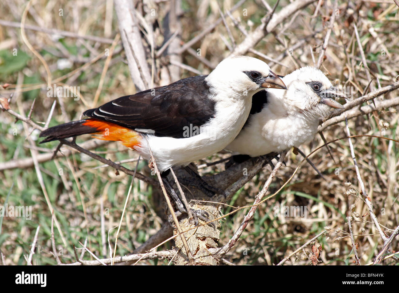 Coppia di bianco-guidato Buffalo-tessitori dinemelli Dinemellia presi nel Serengeti NP, Tanzania Foto Stock
