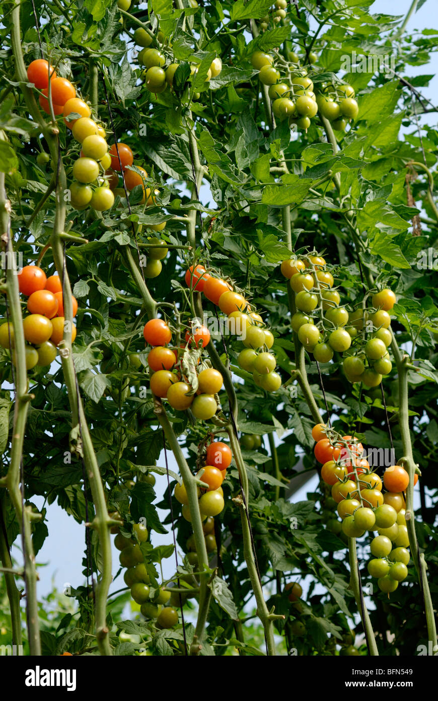 Pomodoro ciliegino (Solanum lycopersicum var. cerasiforme) Foto Stock