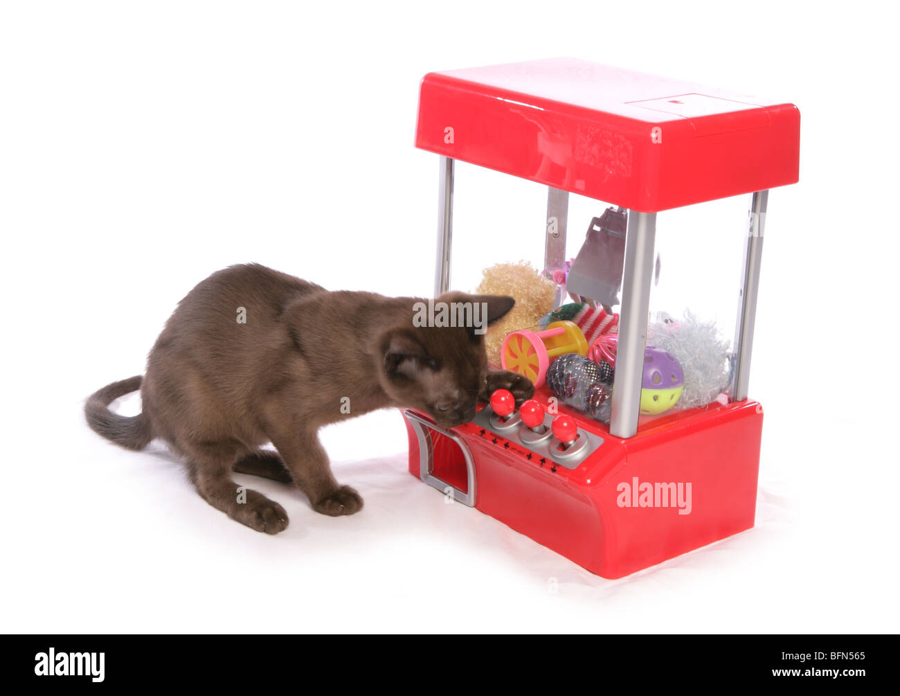 Gattino birmano vincendo un giocattolo Studio Foto Stock