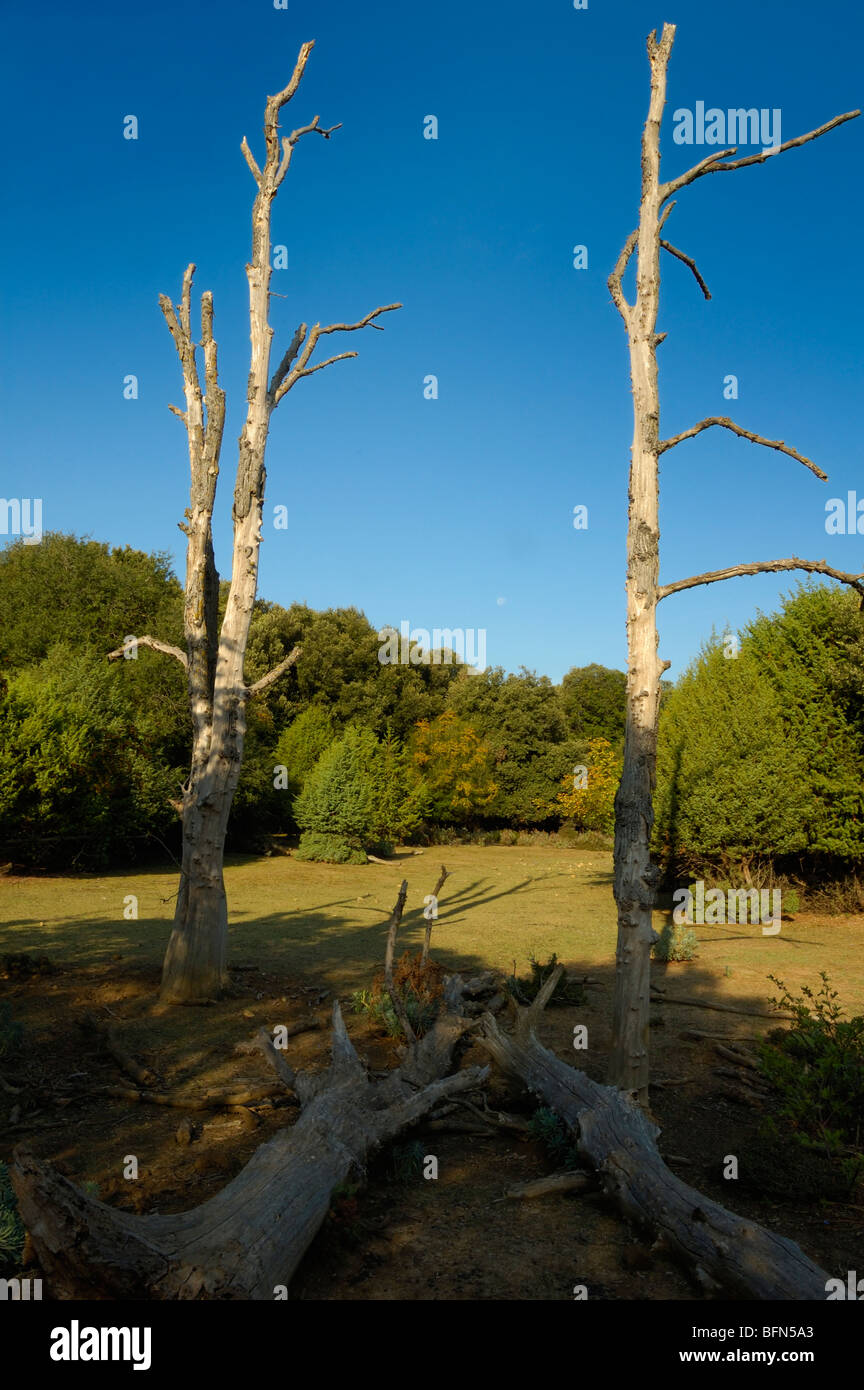 Glade con secchi di alberi, Punta Križa (Punta kriza), l'isola di Cres, Croazia, Europa Foto Stock