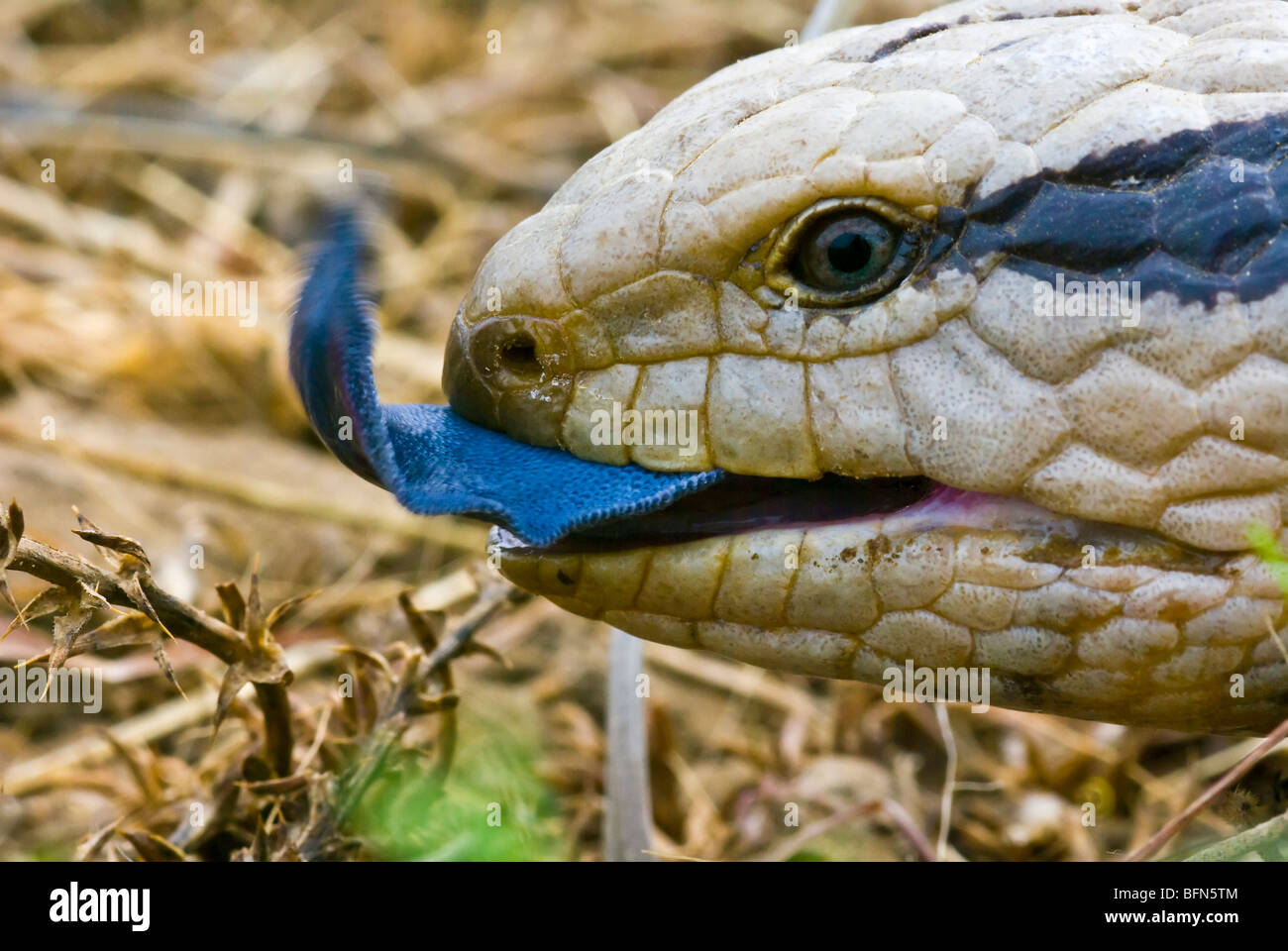 Un Centralian la febbre catarrale degli ovini Lizard affiora fuori il suo enorme blue tongue. Foto Stock
