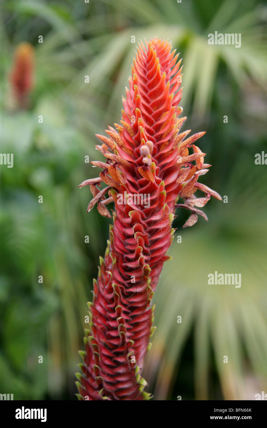 Aphelandra flava, Acanthaceae, America Tropicale Foto Stock