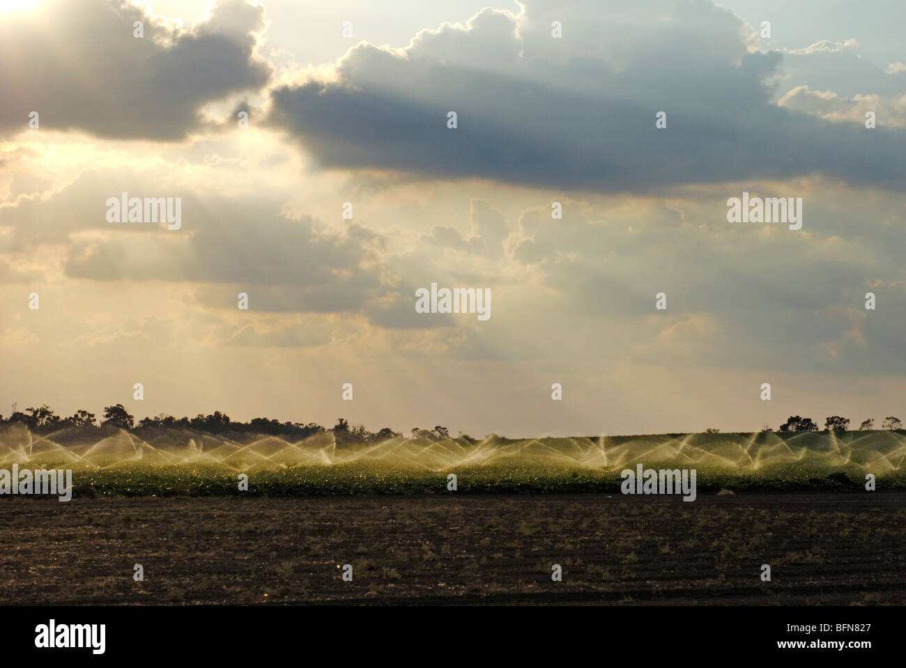 Israele Negev, campi di irrigazione con sprinkler Foto Stock