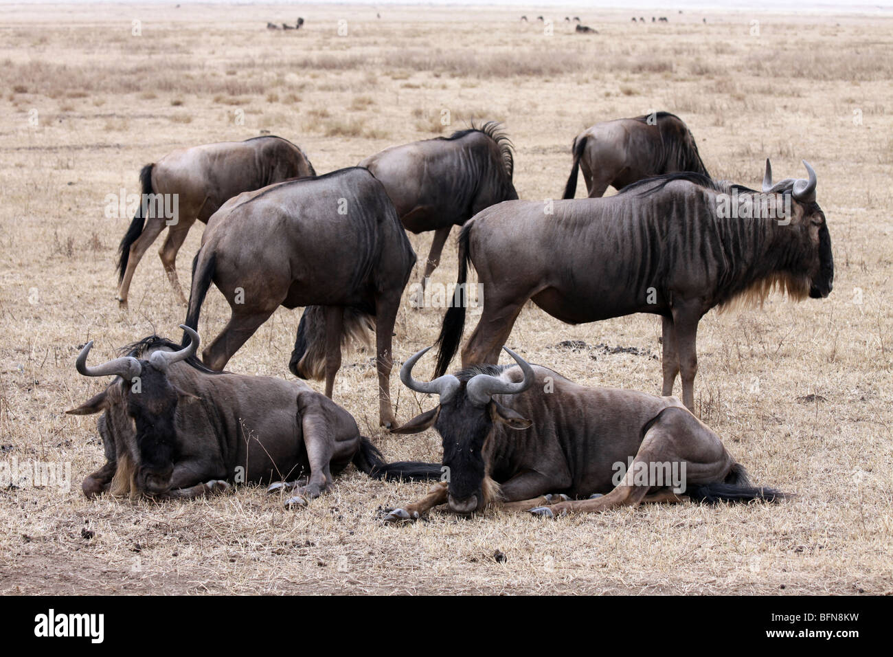 Allevamento di bianco orientale-barbuto Gnu Connochaetes taurinus albojubatus prese nel cratere di Ngorongoro, Tanzania Foto Stock