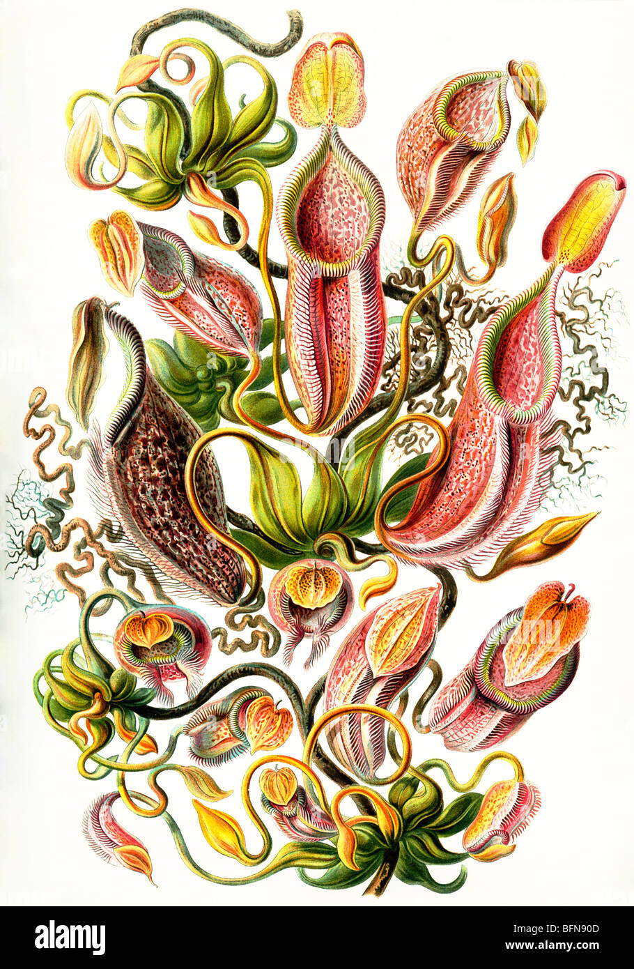 La sessantaduesima piastra da Ernst Haeckel's Kunstformen der Natur di 1904, mostrando il bricco piante, Nepenthes (Nepenthaceae). Foto Stock