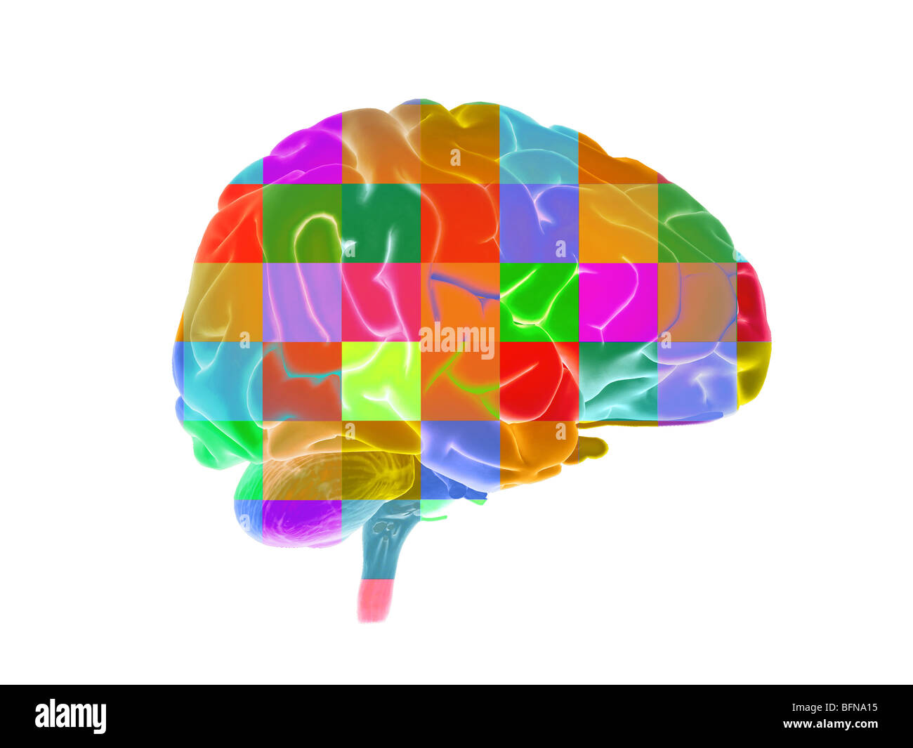 Illustrazione del cervello umano Foto Stock