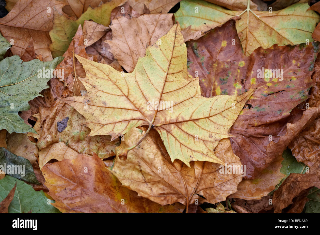 Composizione autunnale con foglie dopo la pioggia Foto Stock