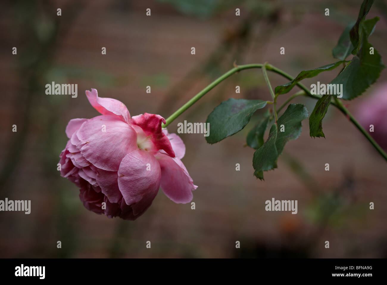 Lonely rose in giardino Foto Stock