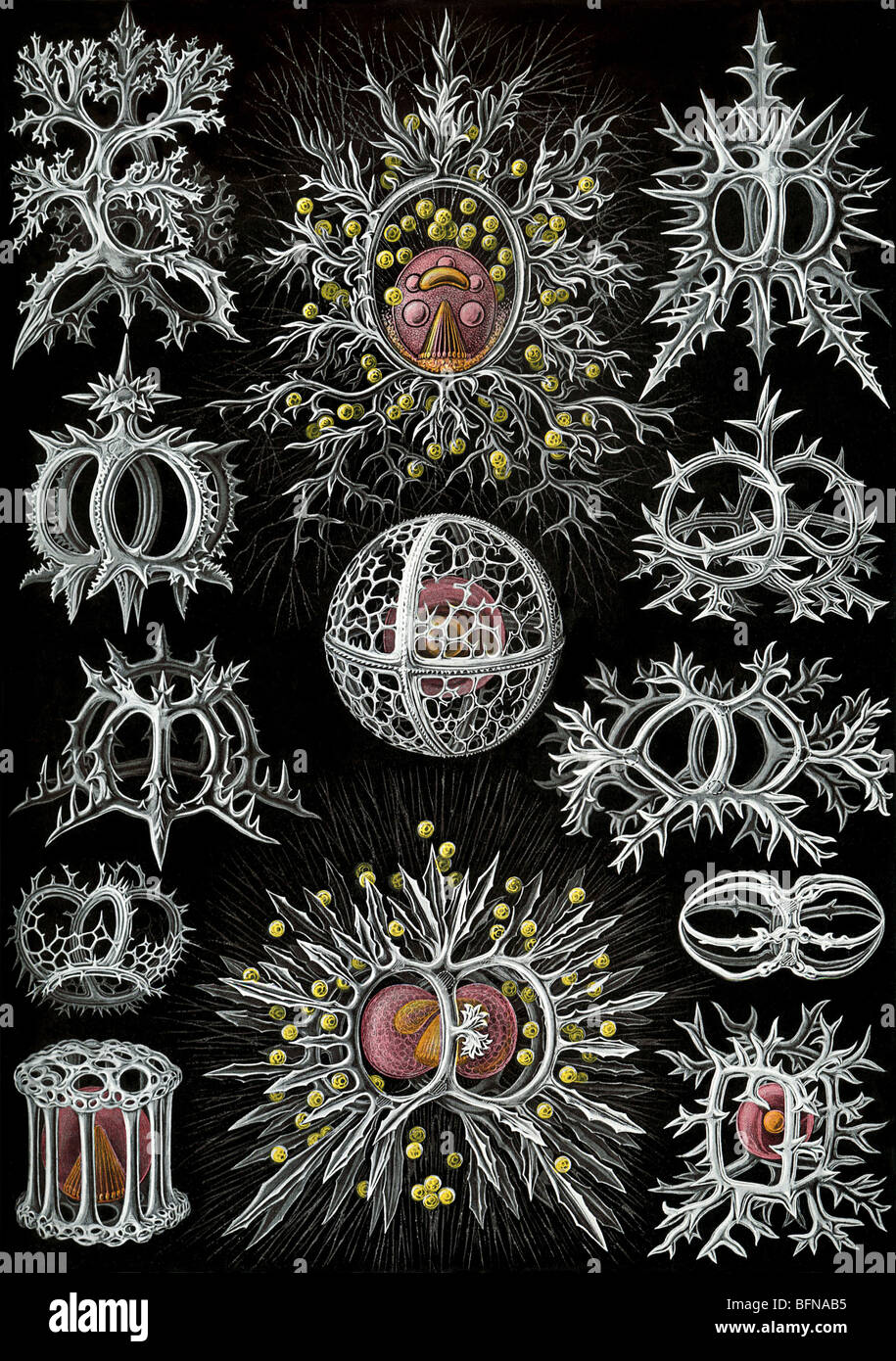La settantunesima piastra da Ernst Haeckel's Kunstformen der Natur (1904), che mostra radiolari dell'ordine Stephoidea. Foto Stock