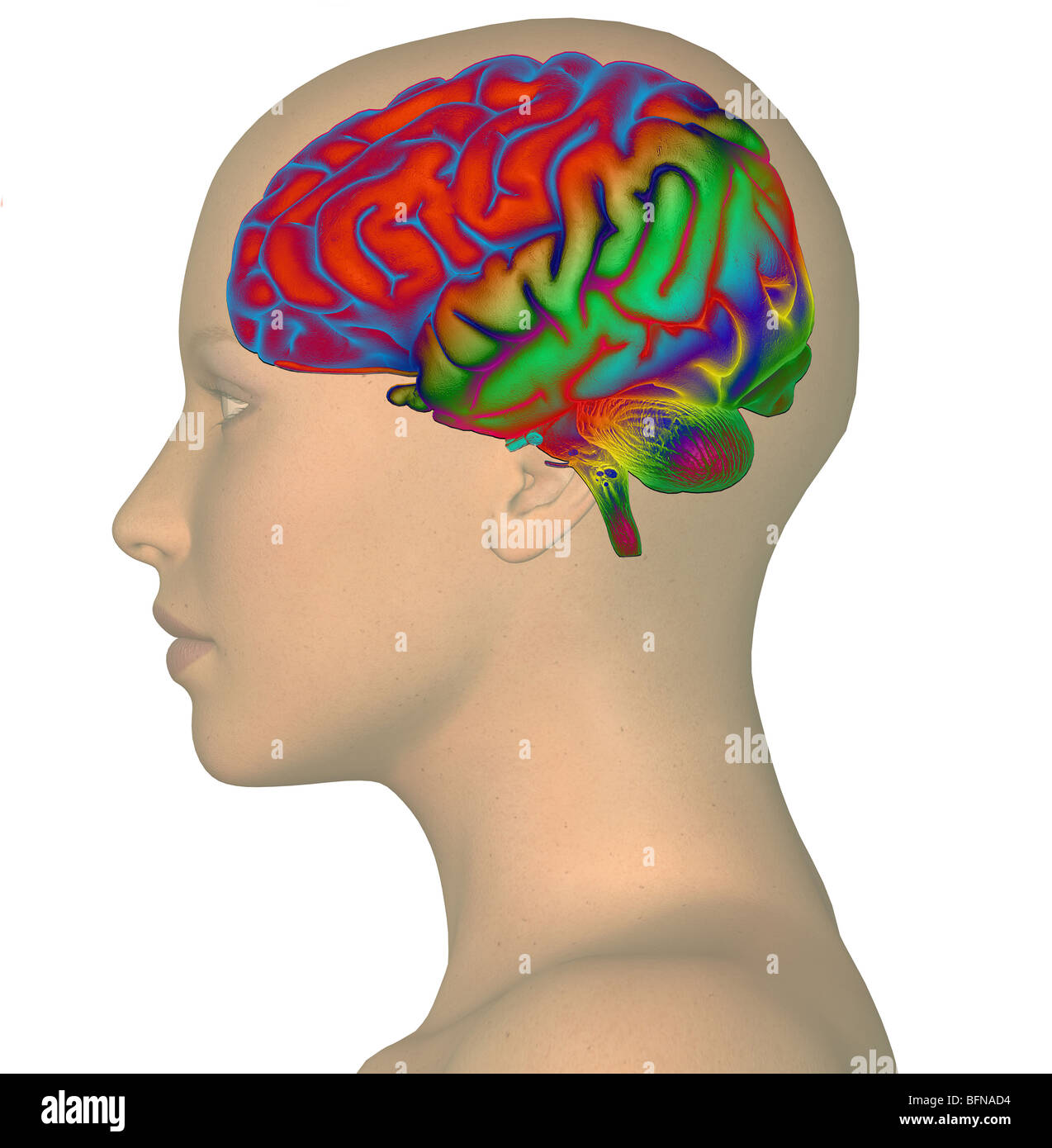 Illustrazione di una testa di donna e cervello che illustra il concetto di pensiero Foto Stock