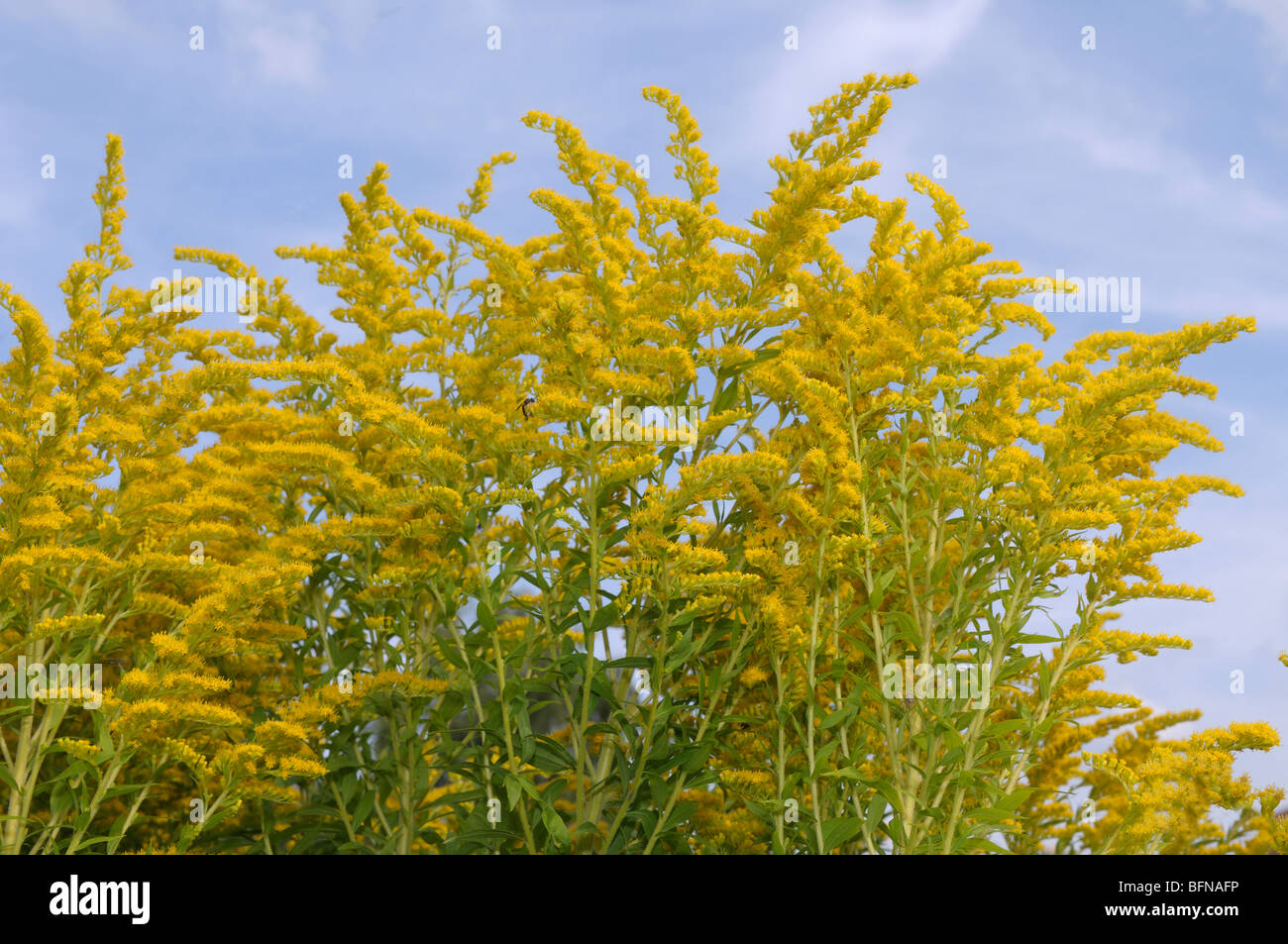 Canada oro (Solidago canadensis), fioritura. Foto Stock