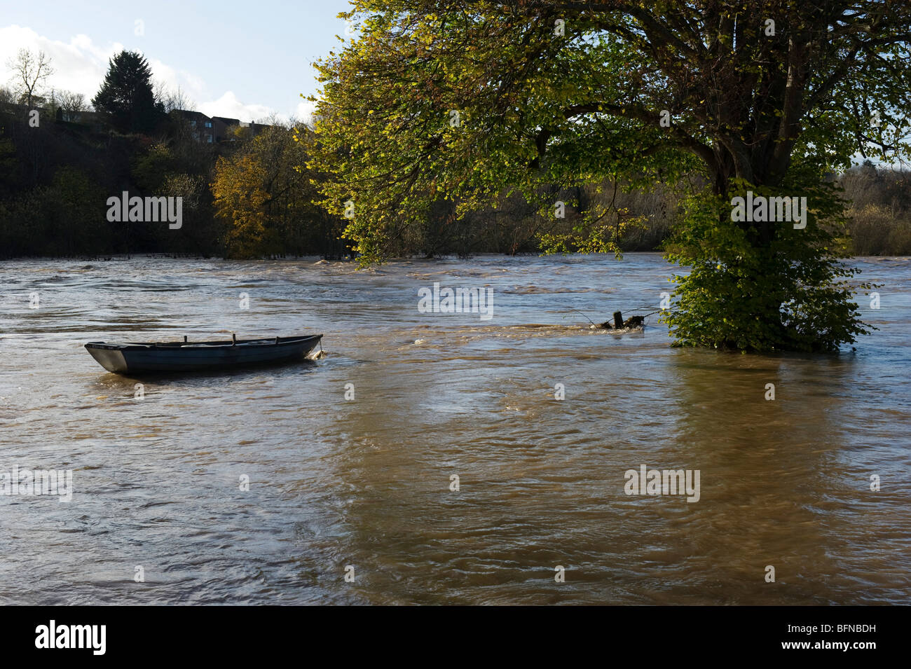 Fiume Tweed Kelso Scozia Novembre 2009 inondazione di livelli d'acqua in spruce pesantemente silato dal runoff del terreno agricolo. Alluvione che copre la pianura alluvionale di Mayfield. Foto Stock