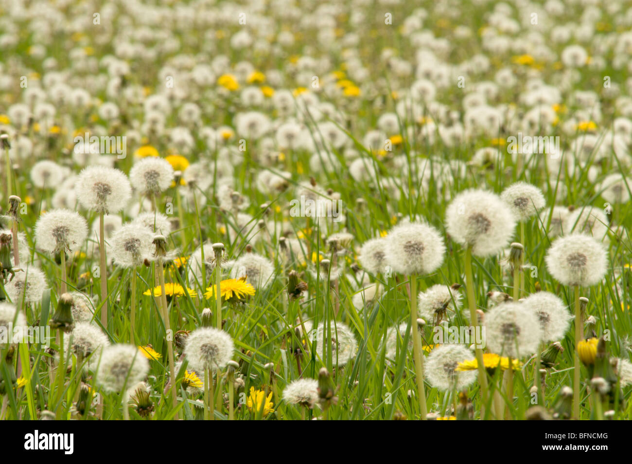 Dente di leone, Taraxacum officinale, molti fiori e teste di seme nel campo. Hampshire, Regno Unito. Maggio. Foto Stock