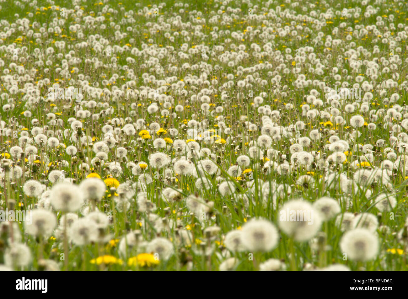 Dente di leone, Taraxacum officinale, molti fiori e teste di seme nel campo. Hampshire, Regno Unito. Maggio. Foto Stock