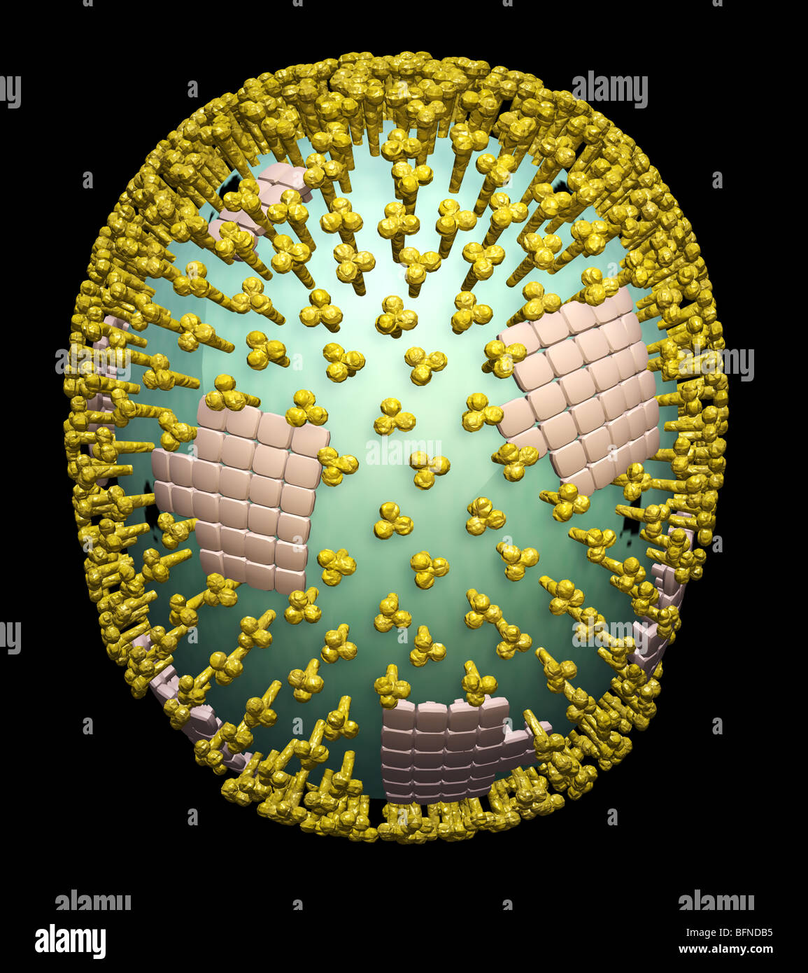 Tridimensionale a computer generato il modello della struttura del virus H1N1 di influenza suina particella di virus. Foto Stock