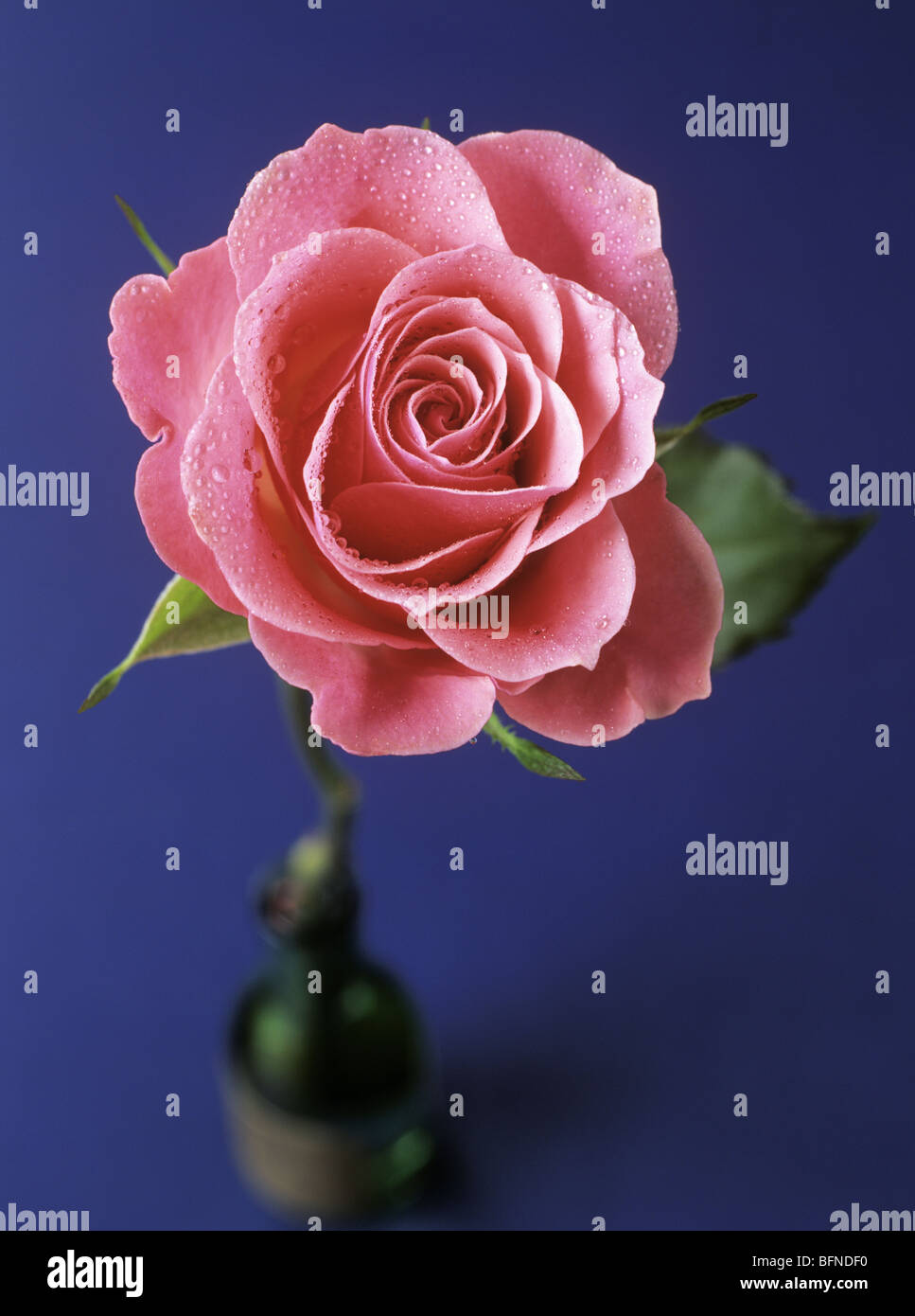 Close-up di una pianta ornamentale rosa rosa con dei fiori di gocce di acqua su uno sfondo blu scuro focalizzata sui petali di fiori. Inghilterra Regno Unito Gran Bretagna Foto Stock