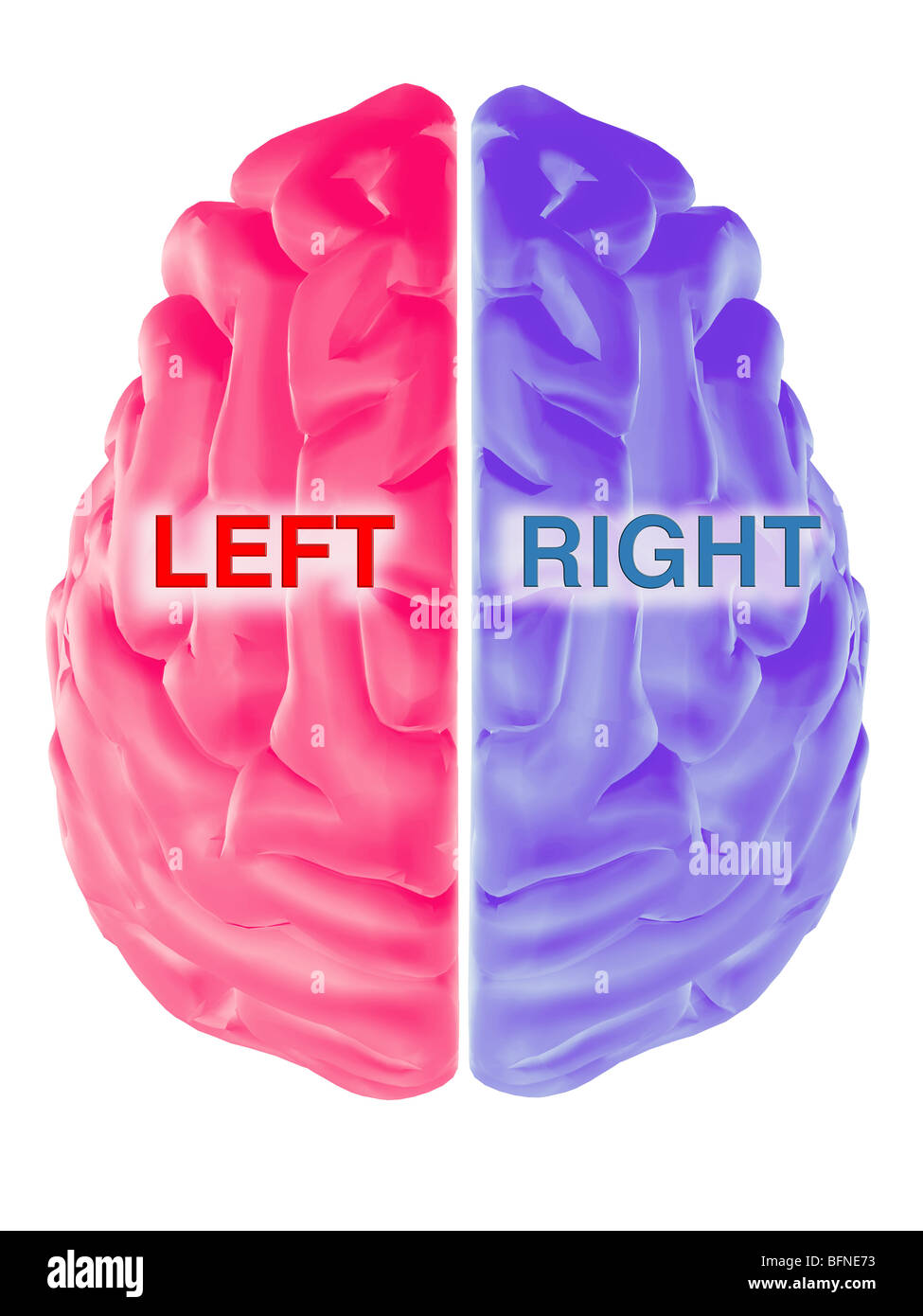 Illustrazione del cervello umano Foto Stock