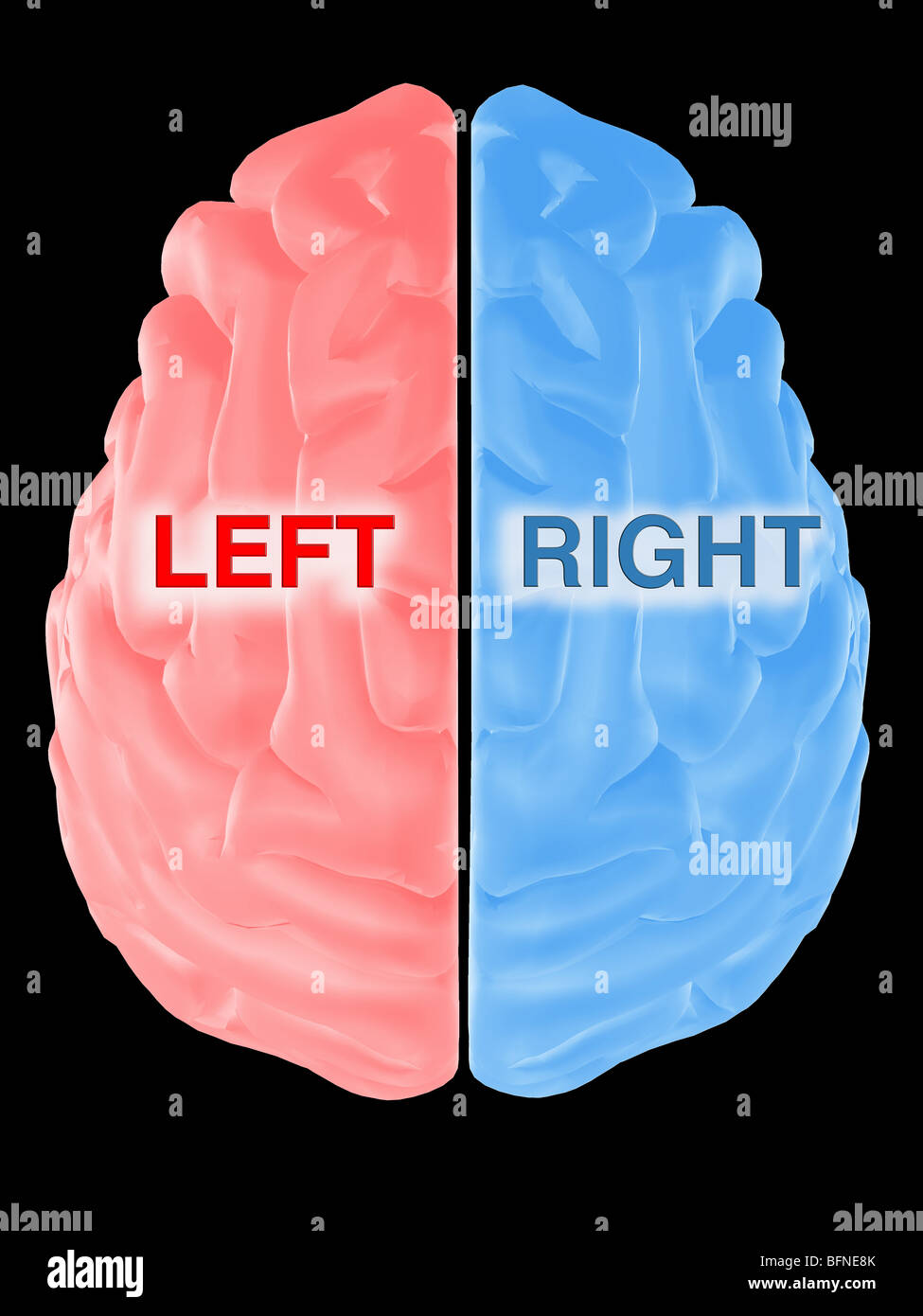 Illustrazione del cervello umano Foto Stock