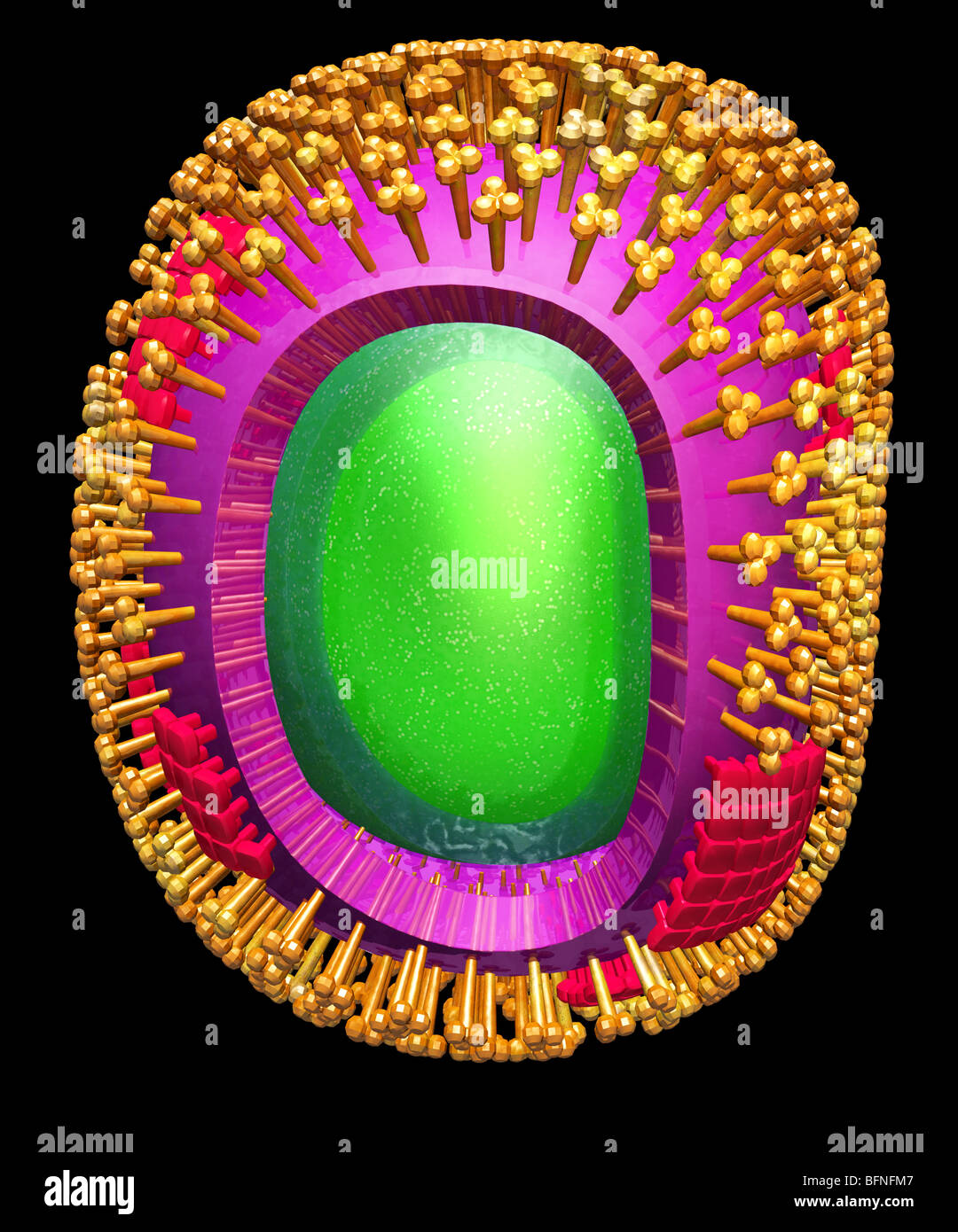 Tridimensionale a computer generato il modello della struttura del virus H1N1 di influenza suina particella di virus. Foto Stock