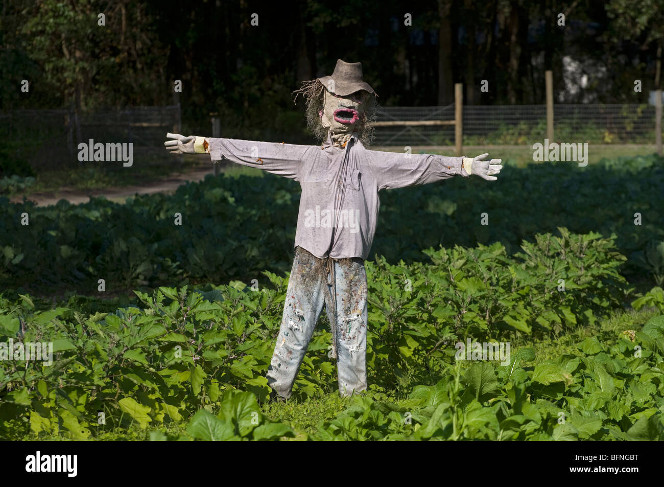 Lo Spaventapasseri custodisce un raccolto di verdi in North Florida Foto Stock
