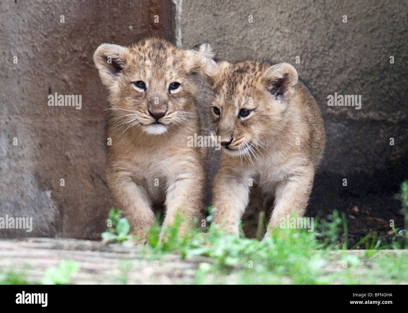 Due Asian lion cubs Foto Stock
