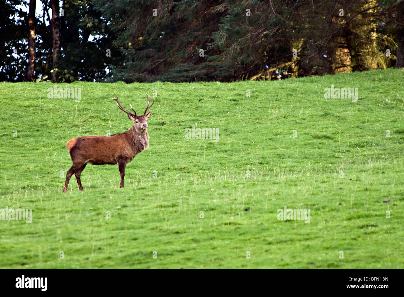 Red Deer cervo preso sul Isle of Mull, Scozia presa all'inizio dell'autunno Foto Stock