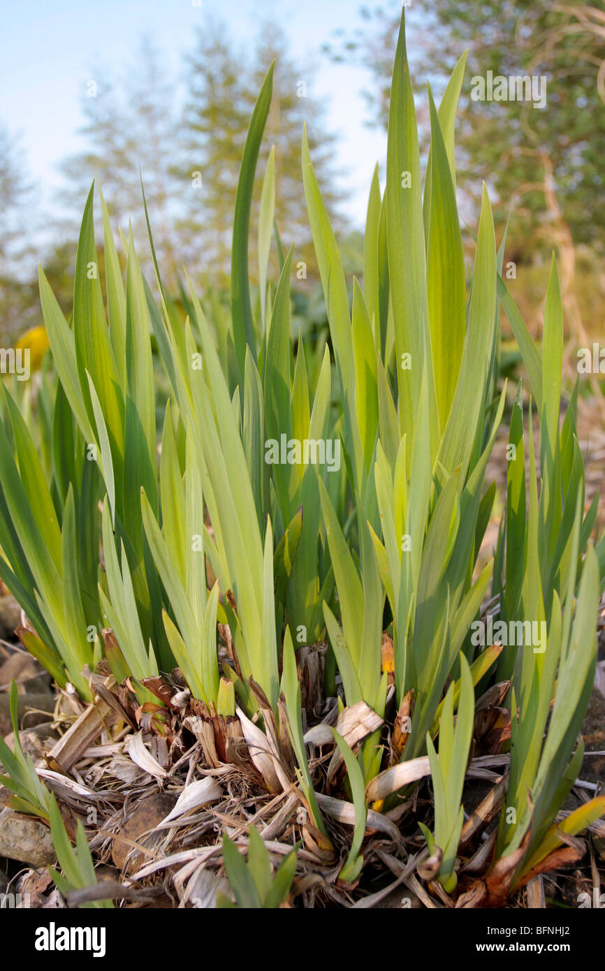 Iris foglie di piante Foto stock - Alamy