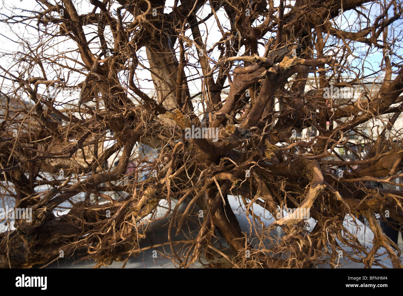 Ghost Forest Installazione in Trafalgar Square 16-22 novembre da Angela Palmer Foto Stock