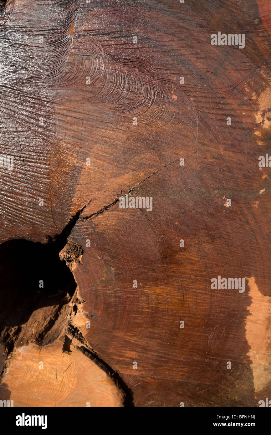 Ghost Forest Installazione in Trafalgar Square 16-22 novembre da Angela Palmer Foto Stock