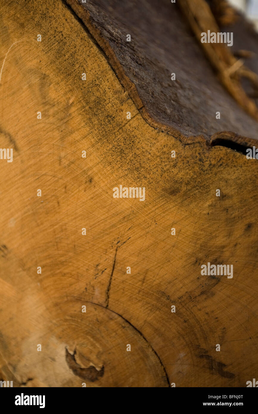 Ghost Forest Installazione in Trafalgar Square 16-22 novembre da Angela Palmer Foto Stock