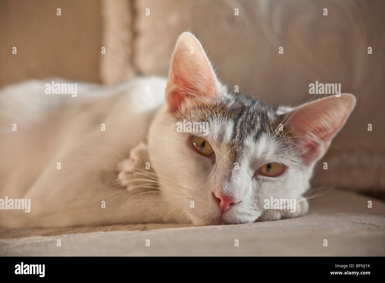 Close up ritratto rilassante gatto bianco rosa naso e orecchie giallo occhi guardando la telecamera il contatto visivo divano carino pet signor © Myrleen Pearson Foto Stock