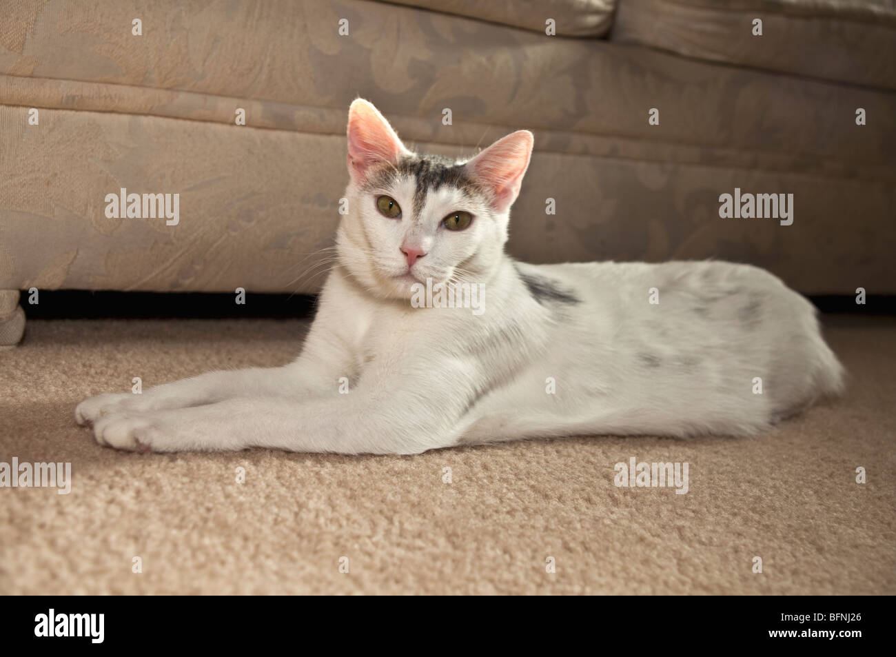 Gatto Bianco giacente sul tappeto. Signor © Myrleen Pearson Foto Stock