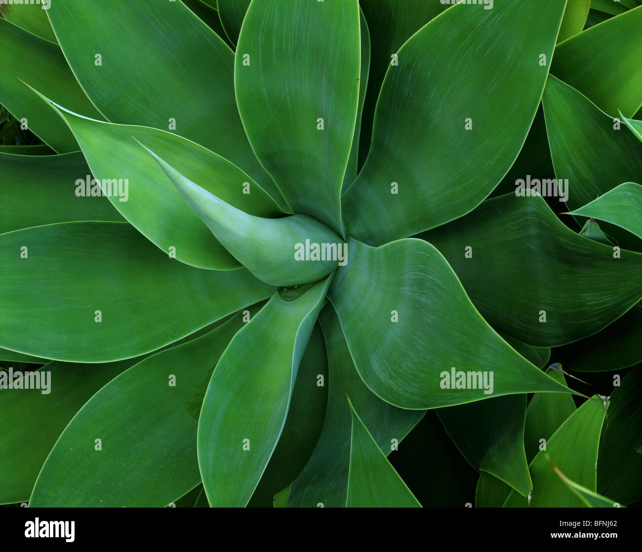 CALIFORNIA - Agava impianto in una Santa Barbara giardino. Foto Stock