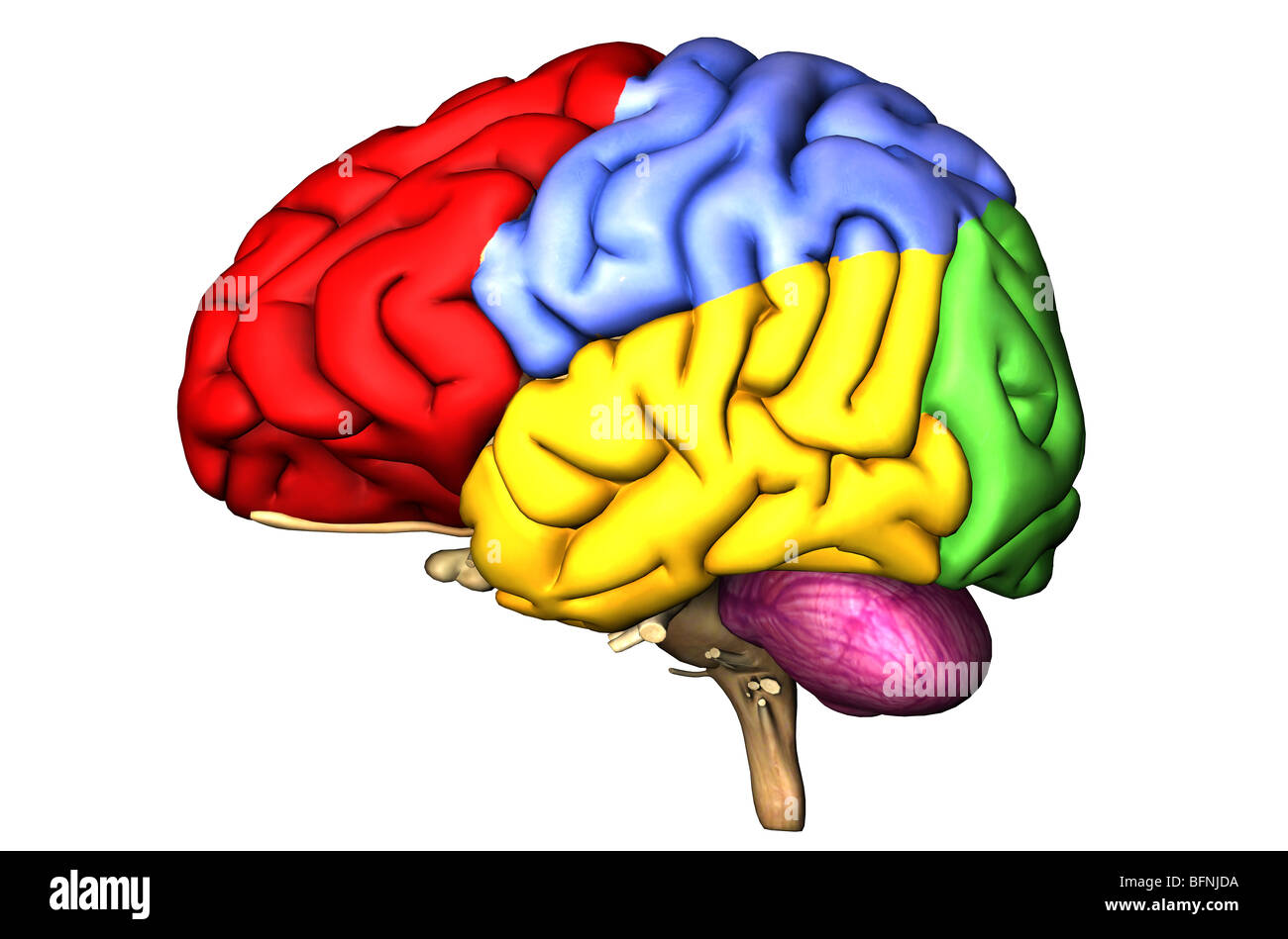 Illustrazione del cervello umano che mostra i lobi cerebrale e nel cervelletto nei colori Foto Stock