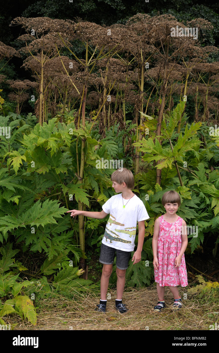 I bambini guardando Panace di Mantegazzi (Heracleum mantegazzianum). Foto Stock