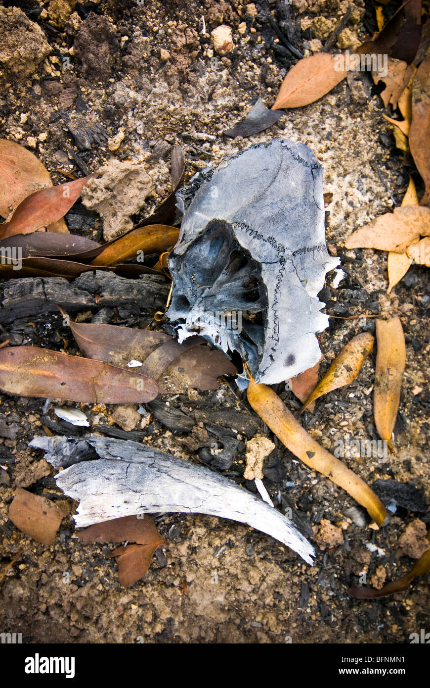La carbonizzazione del cranio e delle ossa di un animale intrappolato in un bushfire. Foto Stock