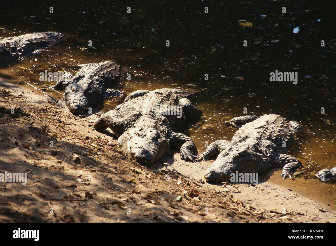 Coccodrillo di Mugger ; coccodrillo di palude ; coccodrillo di palustris ; coccodrillo a riccio largo ; Foto Stock