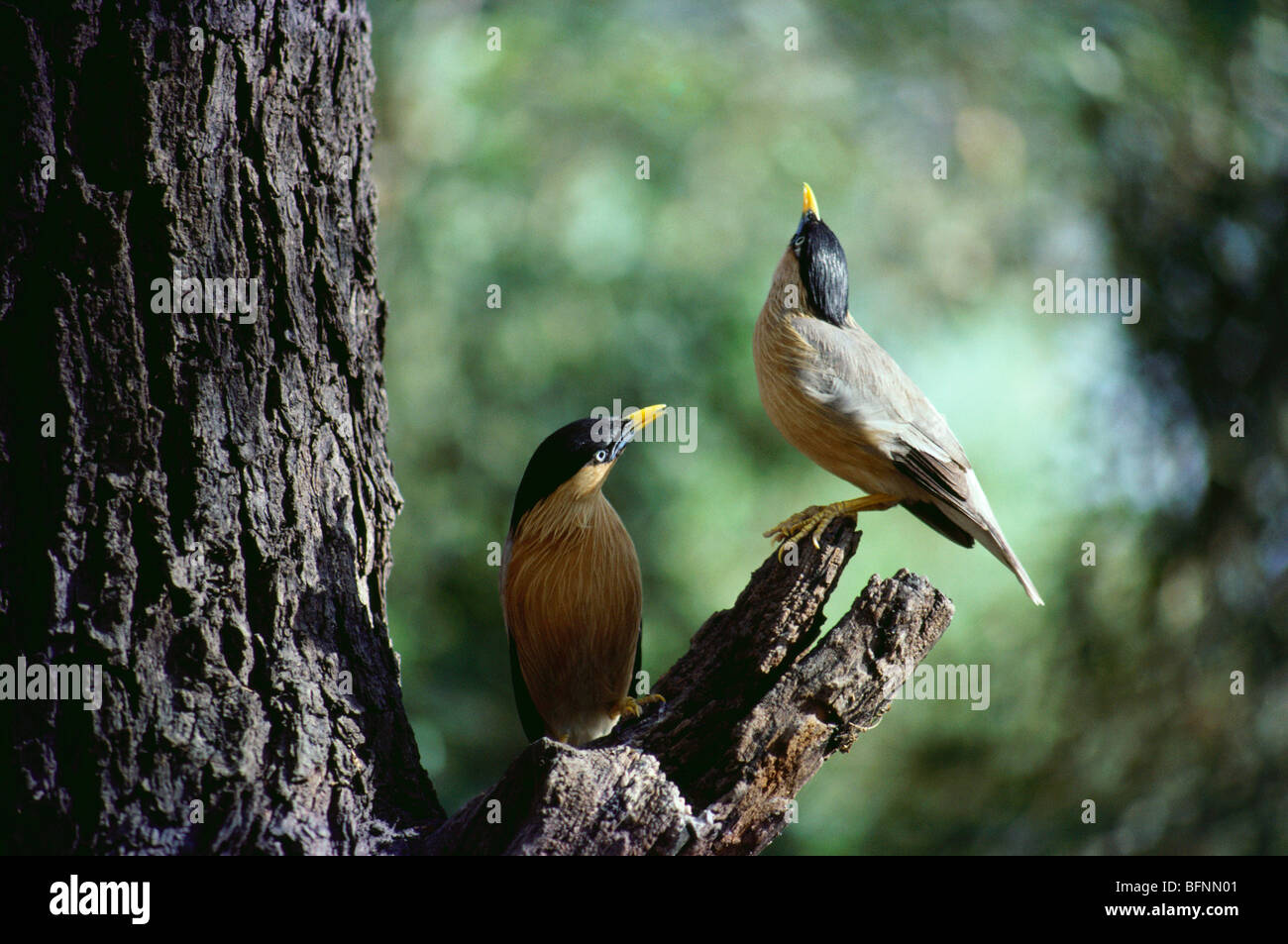 Starring brahminy ; myna brahminy ; coppia ; Sturnia pagodarum ; parco nazionale del Ghana ; Bharatpur ; Rajasthan ; India ; asia Foto Stock