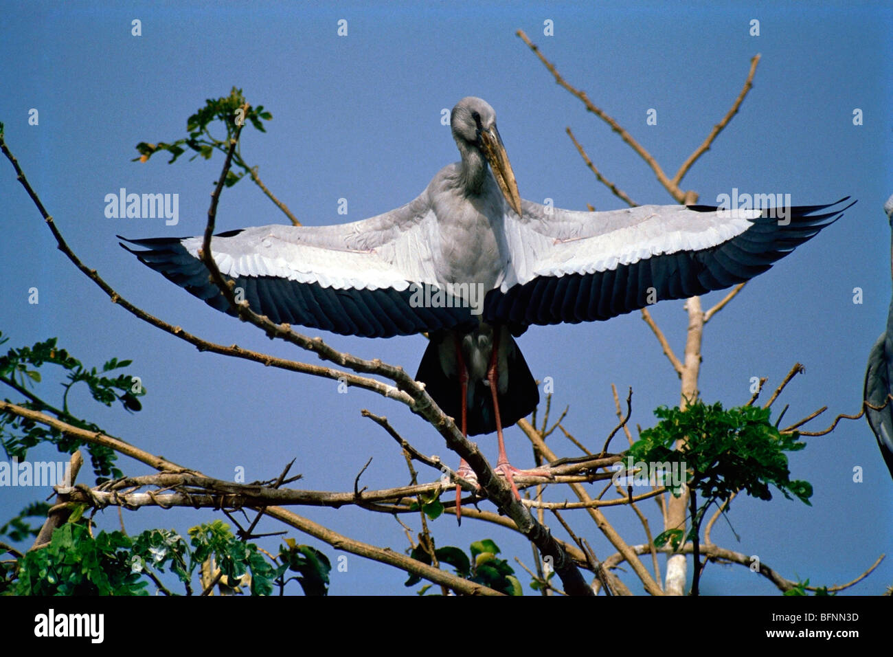 SNA 60085 : Uccelli ; Asian openbill stork anastomus oscitans su albero Foto Stock