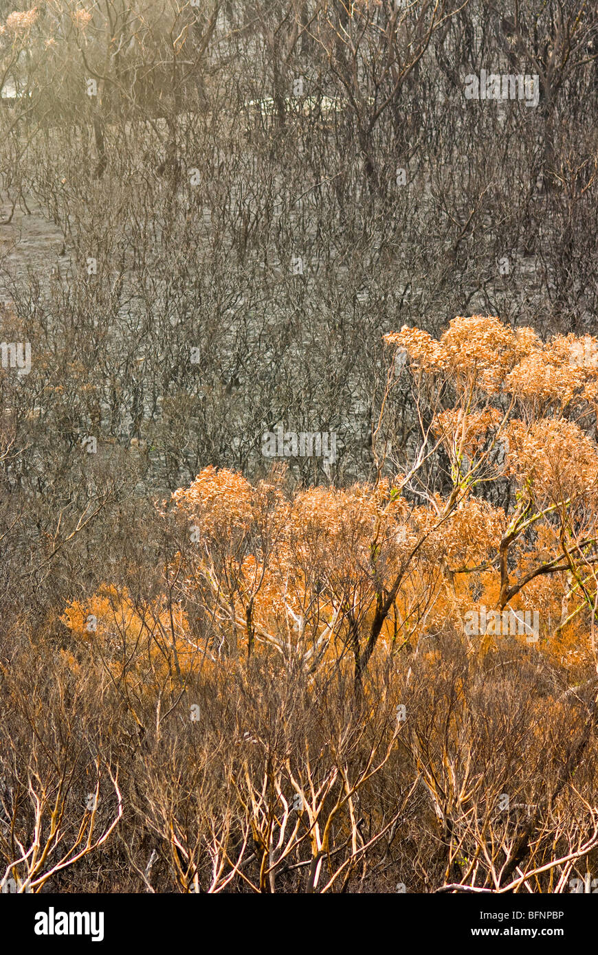 A Coastal Heath, Stringybark e Casuarina boschi distrutti dagli incendi. Foto Stock